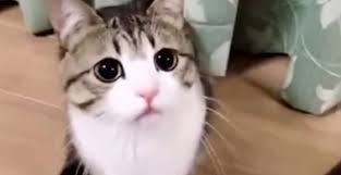 강사사진